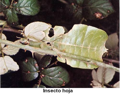 Insecto hoja.jpg